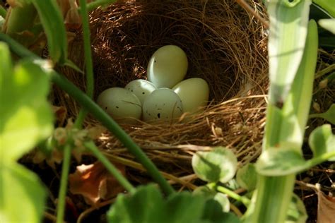 House Finches On My Front Porch - Farmers' Almanac - Plan Your Day. Grow Your Life.