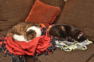 Letting Sleeping Cats Lie | Hermes and Ares sleeping togethe… | Flickr