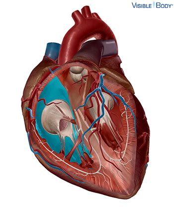 Glossary of the Circulatory System | Learn Circulatory Anatomy