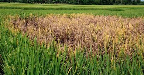 Bacterial leaf blight of rice: Symptoms & Control Measures - Basic ...