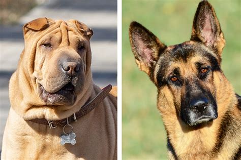 Shar-Pei and German Shepherds make an incredibly cute mix