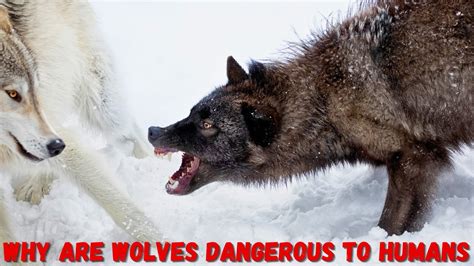 Why Are Wolves Dangerous to Humans | Wolves Vs Humans Conflicts - YouTube