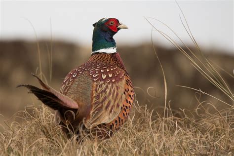 pheasant-in-field | Animal Rights & Wrongs