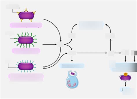 Complement System Diagram | Quizlet