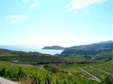 Banyuls Sur Mer, Southern France. Vineyards everywhere!