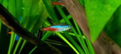 Top 5 Need-To-Know Neon Tetra Disease Symptoms