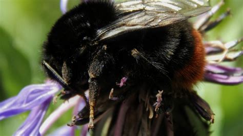 Black Carpenter Bees - All You Need To Know About The Big Black Bee!