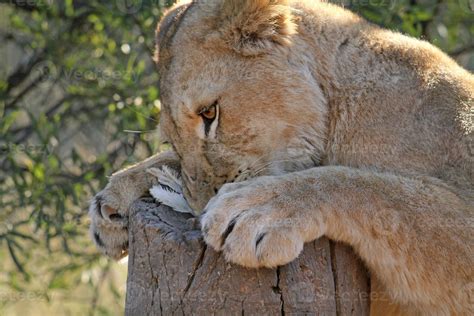 Hungry lion devouring chicken 11709834 Stock Photo at Vecteezy