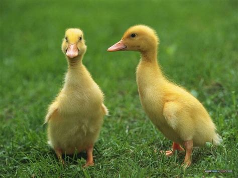 Baby Ducks