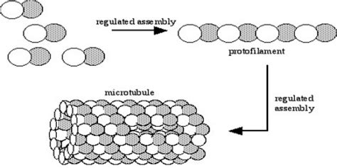 About Microtubule - Assignment Point