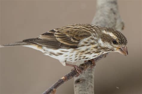 Purple Finch (female) – Jeremy Meyer Photography