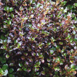 Coprosma Karo Red – 2.5ltr (20/30) – Greenleaf Nurseries