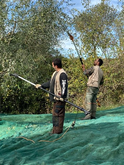 The Olive Harvest in Tuscany — Two Parts Italy