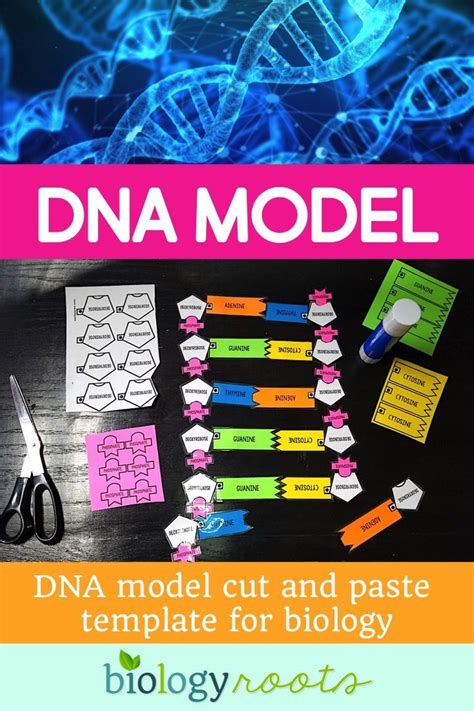 DNA Model Paper Project