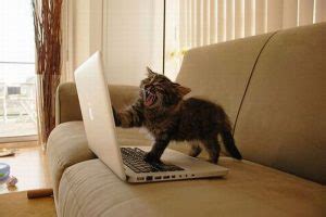 Cat Using Laptop - 1Funny.com