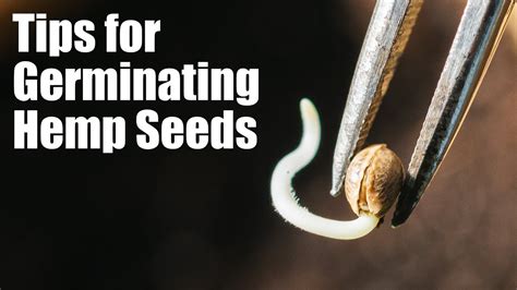 Tips for Germinating Hemp Seeds – WeedIsTheWay