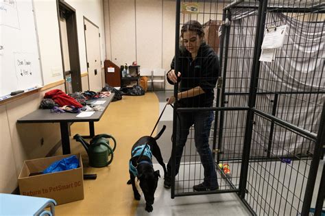 San Diego Humane Society faces overcrowding at dog shelters - The San Diego Union-Tribune