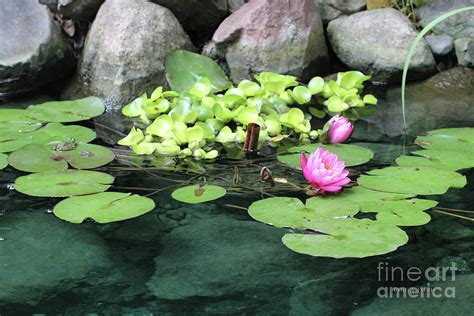 Lily Pad Pond Painting by Corey Ford - Pixels