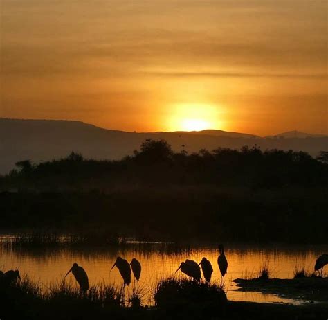 Wildlife Conservation & Tracking | Volunteer in Kenya 2025