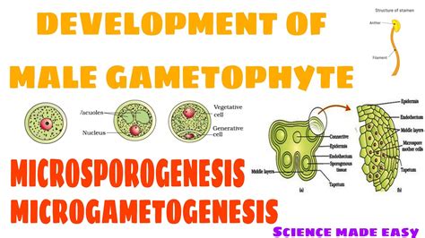 DEVELOPMENT OF MALE GAMETOPHYTE | MICROSPOROGENESIS | MICROGAMETOGENESIS | SCIENCE MADE EASY ...