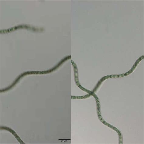 Arthrospira platensis cultivation under different light intensities ...