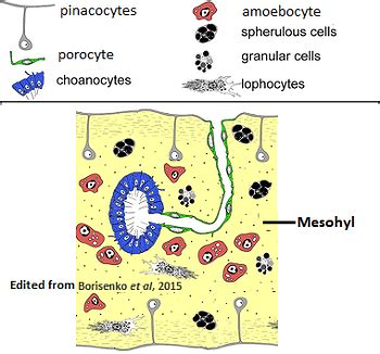 Amoebocytes: Definition & Functions | Study.com