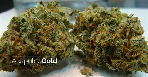 Acapulco Gold Strain Information | Cannafo | Marijuana | Cannabis ...