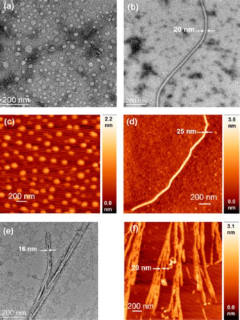 (a, b) TEM (negative staining with uranyl acetate) and (c, d) AFM... | Download Scientific Diagram