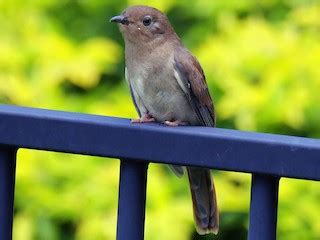 Chestnut-breasted Cuckoo - eBird