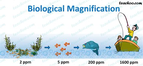 What is biological magnification? - Effects, Examples - Teachoo