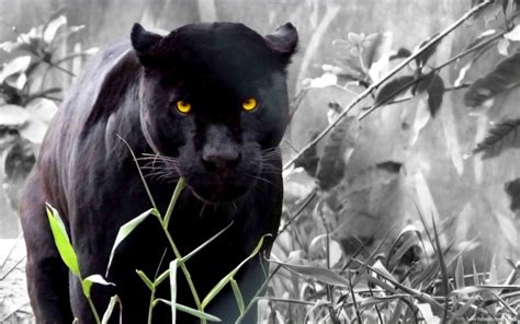 Black Panther Wallpapers - WallpaperSafari