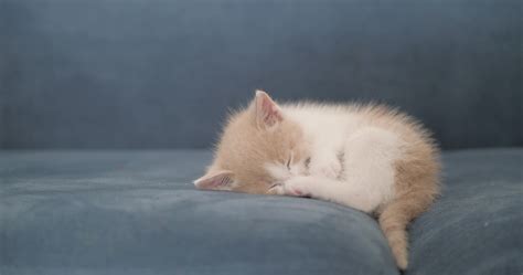 Kitten Sleep Stock Video Footage for Free Download