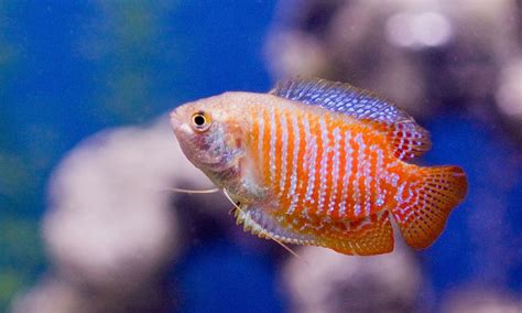 20 Best Tiger Barb Tank Mates - PetHelpful