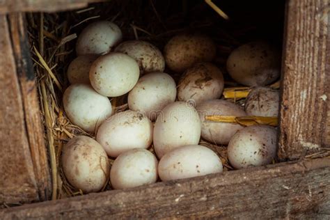 Chicken eggs in a farm stock photo. Image of domestic - 146275840