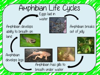 Amphibian Life Cycles Complete Science Lesson by The Ginger Teacher