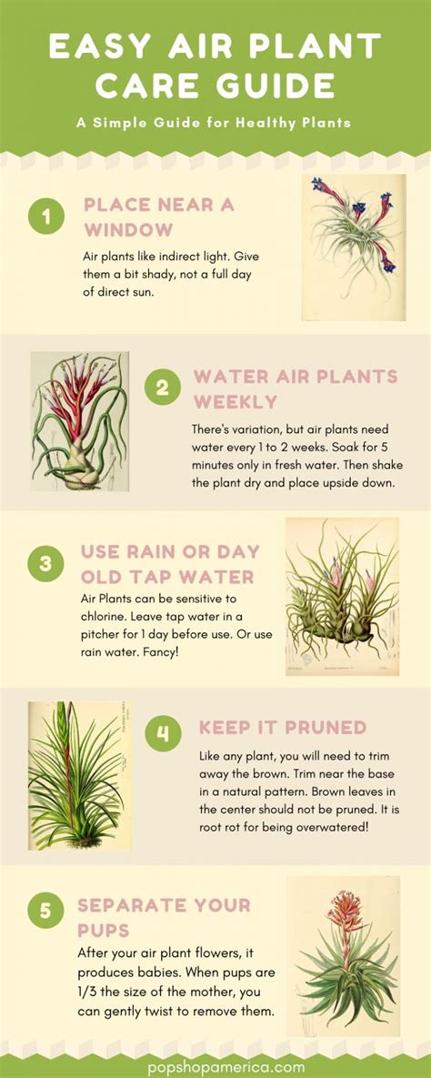 Easy Air Plant Care Guide with Infographics | Air plants care, Air ...