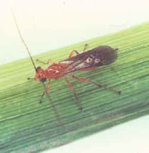 Braconid