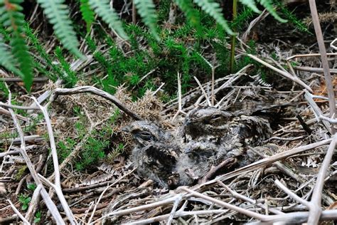 The invisible bird: what makes the nightjar a camouflage champion ...