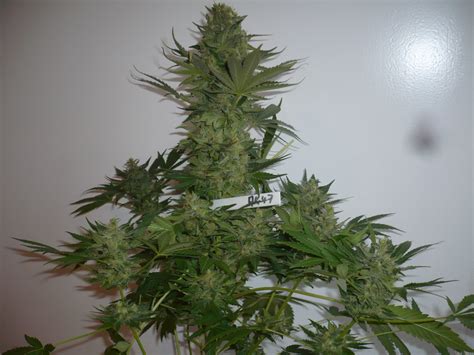 Strain-Gallery: AK47 (Serious Seeds) PIC #24091848083599241 by merlin