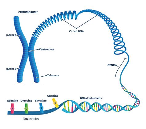 The Human Genome Project pieced together only 92% of the DNA – now ...