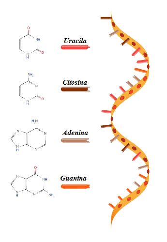 RNA - Biologia Net