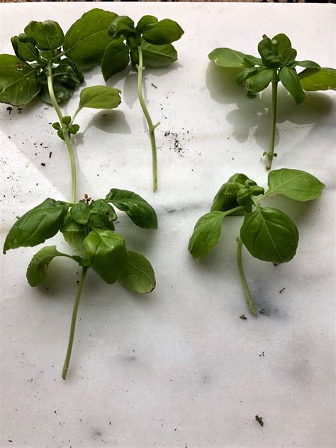 Growing Basil From Cuttings: An Easy and Fun Guide — Gardening, Herbs ...