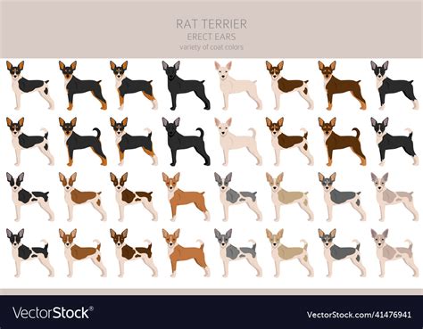 Rat terrier clipart different poses coat colors Vector Image