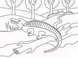 Alligator Smiling Coloring Page  Free Printable Pages For Kids sketch template