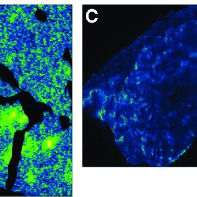 Pimonidazole immunofluorescence and 64 Cu-ATSM autoradiography ...