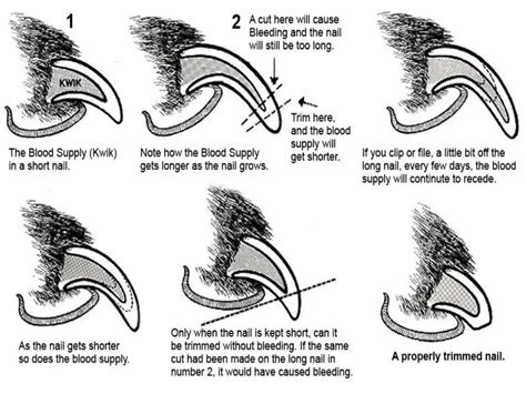 Why Trimming a Bully Nails is Really Important? ⋆ American Bully Daily