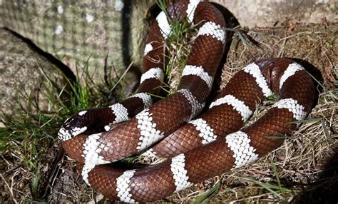 Common Kingsnake | The Animal Facts | Appearance, Diet, Habitat