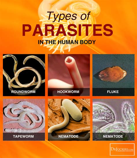 Types Of Intestinal Worms