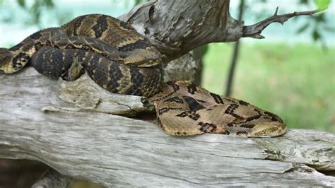 SNAKES! SNAKES! AND MORE SNAKES! - Edisto Island Serpentarium - YouTube