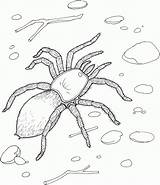 Free Printable Spider Coloring Pages For Kids sketch template